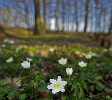 Anemonoides nemorosa