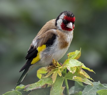 Birdie in the rain