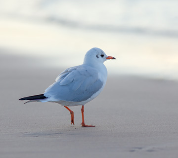 Black Headed Gull