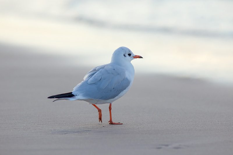 Black-headed gull