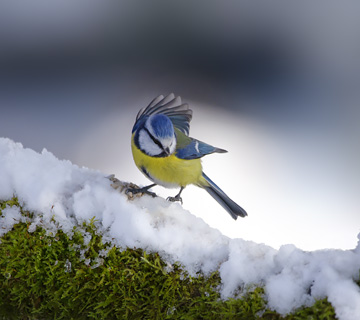 Blue tit