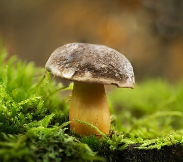 Boletus