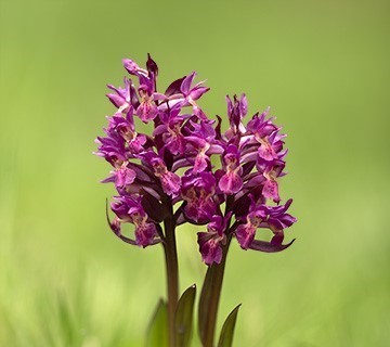 Dactylorhiza sambucina