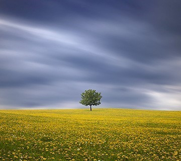 Dandelions