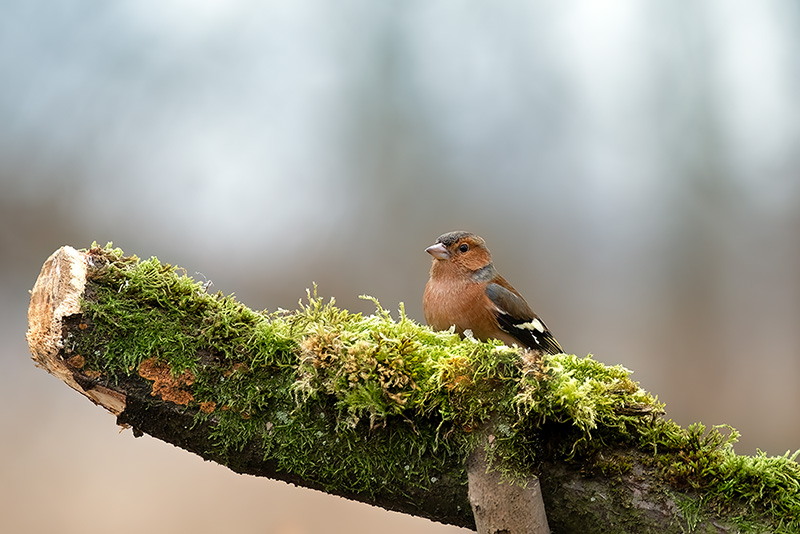 Eurasian chaffinch