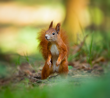 Eurasian red squirrel