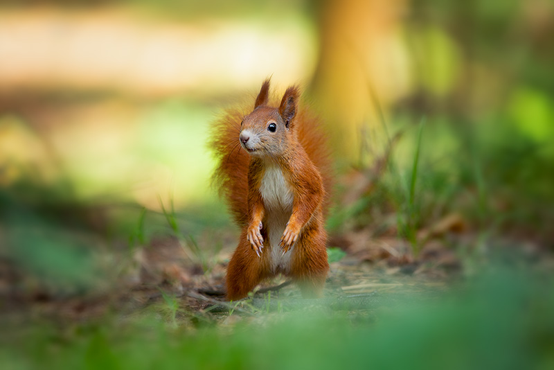 Eurasian red squirrel