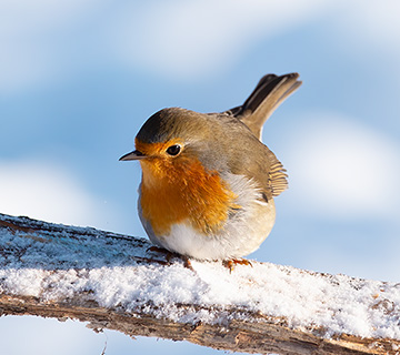 European robin