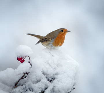 European robin