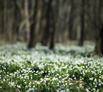 Fields of snowflakes