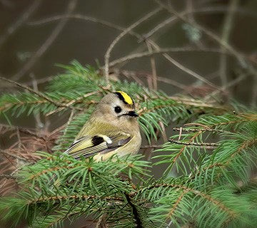 Goldcrest