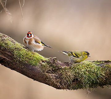 Goldfinch & Siskin