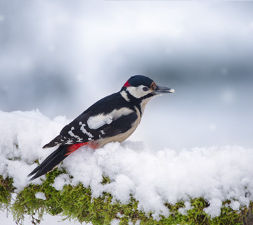 Great spotted woodpecker