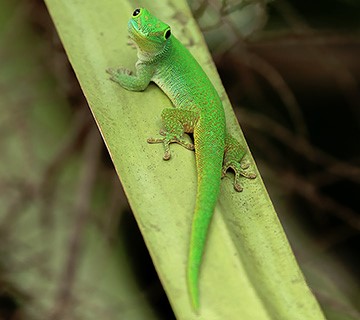 Seychelles day gecko