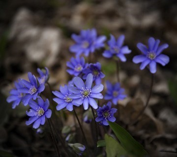 Hepatica nobilis