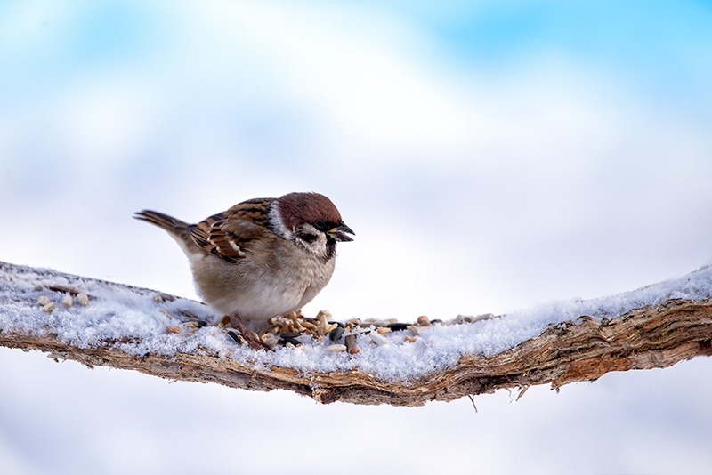 House sparrow