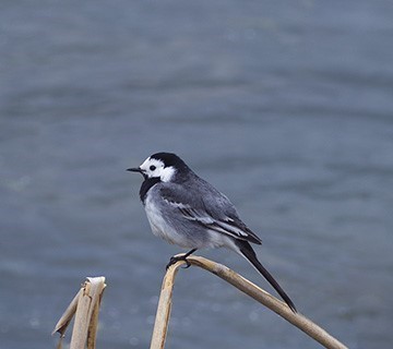 White wagtail