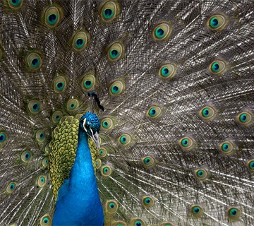 The Peacock