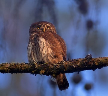 Eurasian Pygmy Owl