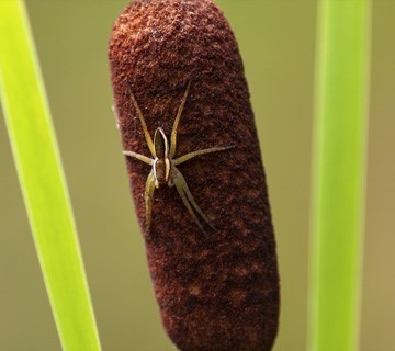 Raft spider