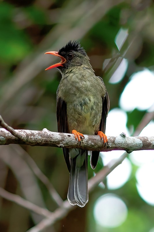 Seychelles bulbul