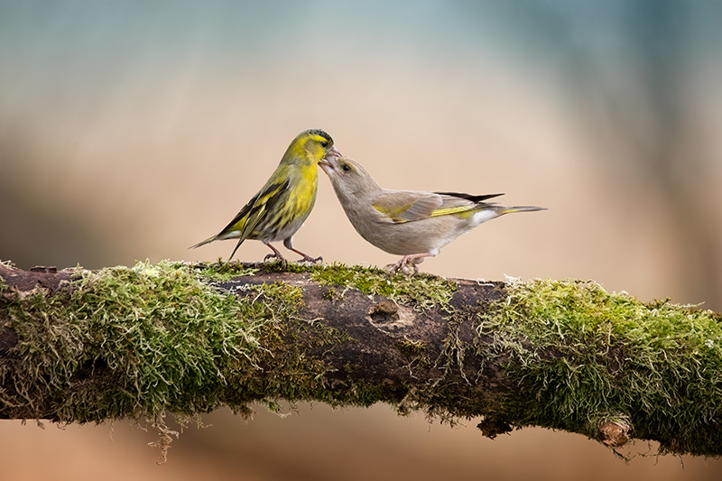 Siskin & Greenfinch fighting