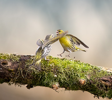 Siskins: Family quarrel