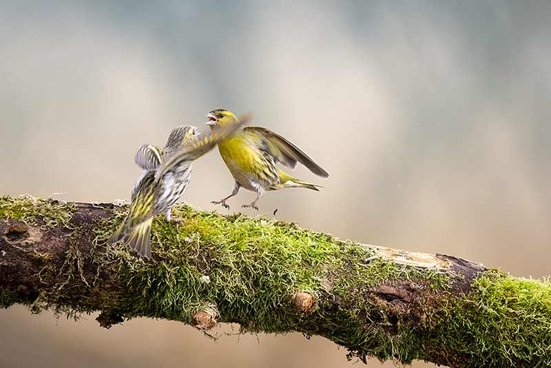 Siskins: Family quarrel