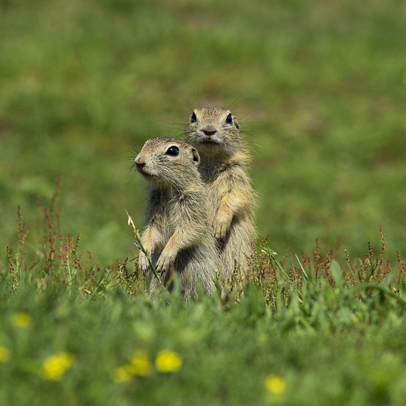 European Ground Squirrel