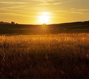 Summer evening