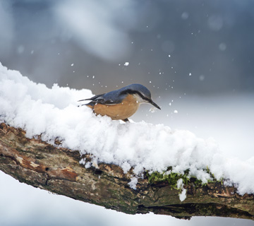 Wood nuthatch